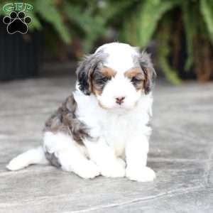 Riley, Cavapoo Puppy